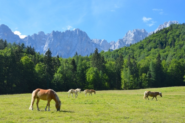 Slovenia, Austria & Italy