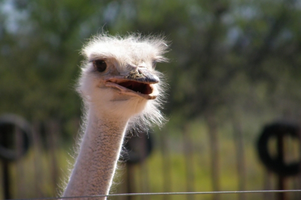 South Africa: Cape Town & the Garden Route