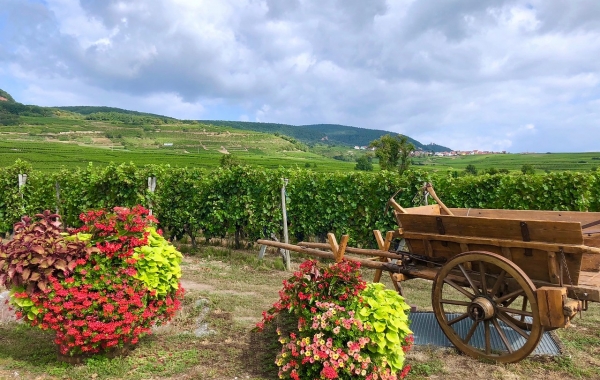 Alsace & The Black Forest: La Route Des Vins