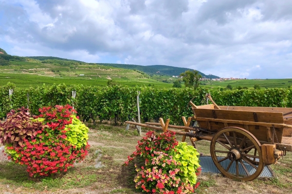 Alsace & The Black Forest: La Route Des Vins