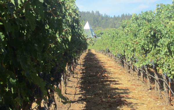California Wine Country & the Coast