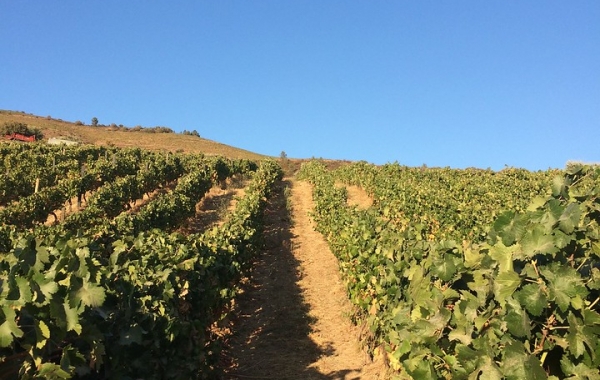 Pathways of Portugal: Walking the Douro Valley