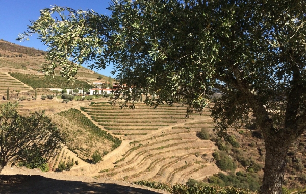 Pathways of Portugal: Walking the Douro Valley