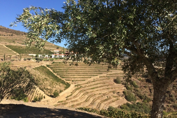 Pathways of Portugal: Walking the Douro Valley