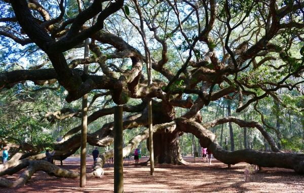 Charleston to Savannah: A Southern Reel