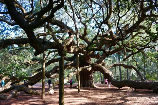 Charleston to Savannah: A Southern Reel