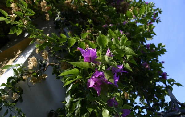 Spain: Under the Andalusian Sky