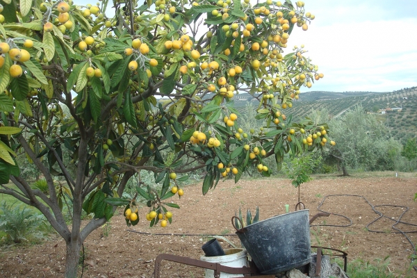 Spain: Under the Andalusian Sky