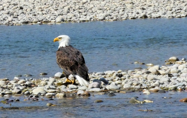 Yellowstone & Grand Teton: Walking America’s First National Park