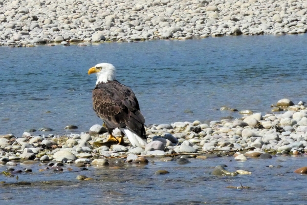 Yellowstone & Grand Teton: Walking America’s First National Park