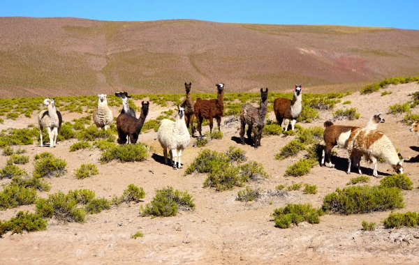 Chile’s Coastal Vistas and Vineyards