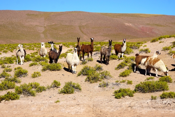 Chile’s Coastal Vistas and Vineyards