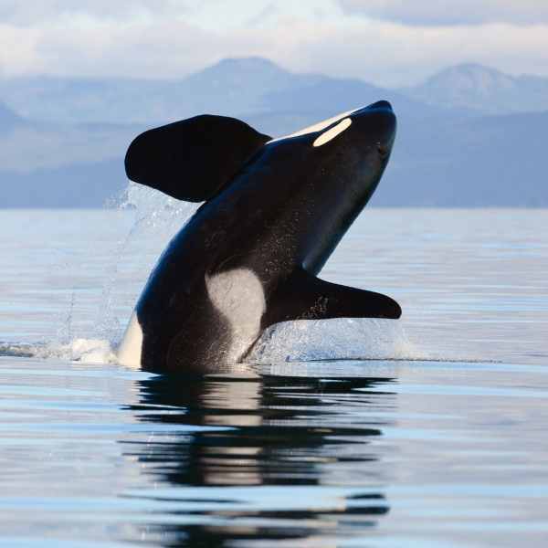 British Columbia: Vancouver Island, Victoria & the Saanich Peninsula 11