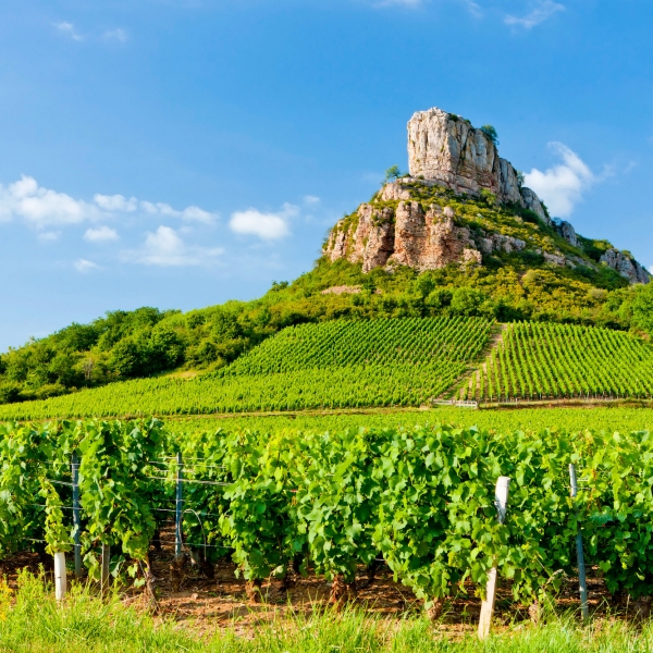 France: Vineyards of Beaujolais 12