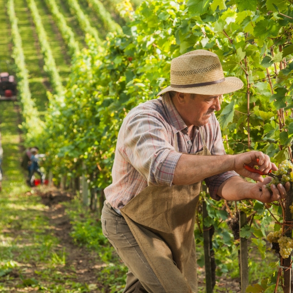 France: Vineyards of Beaujolais 24
