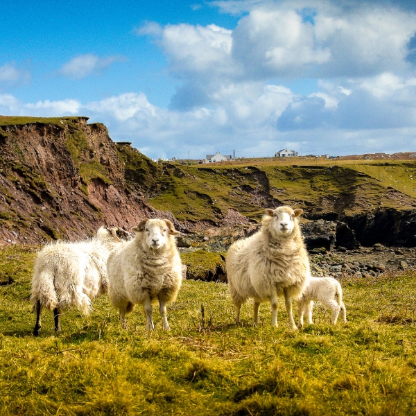 Ireland: Connemara & the Wild Atlantic Way 24