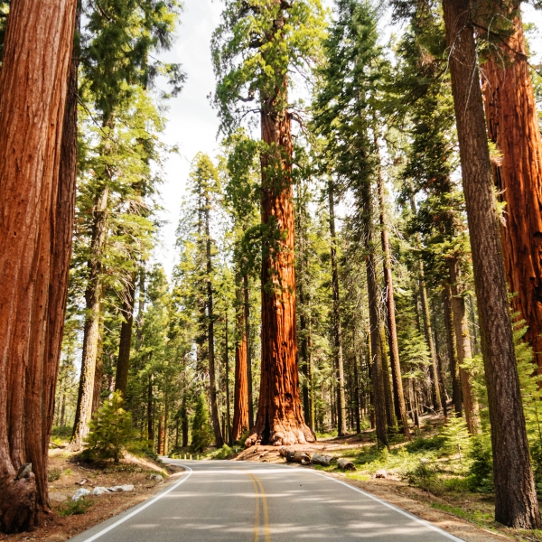 California: Napa, Dry Creek Valley & The Pacific Coast 14