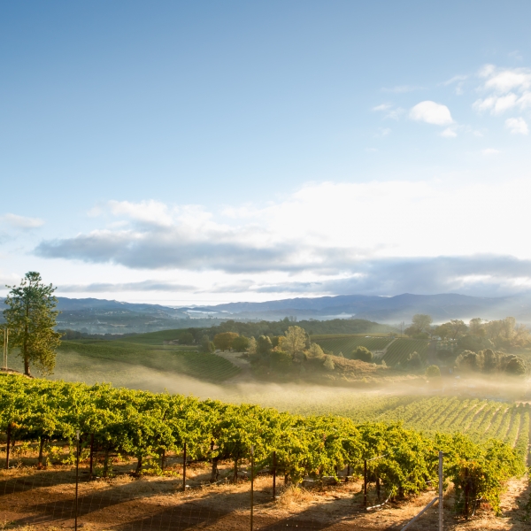 California: Napa, Dry Creek Valley & The Pacific Coast 1