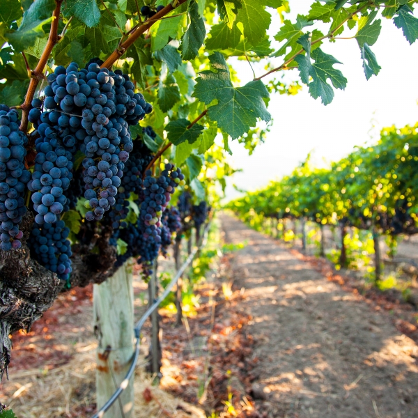 California: Napa, Dry Creek Valley & The Pacific Coast 3