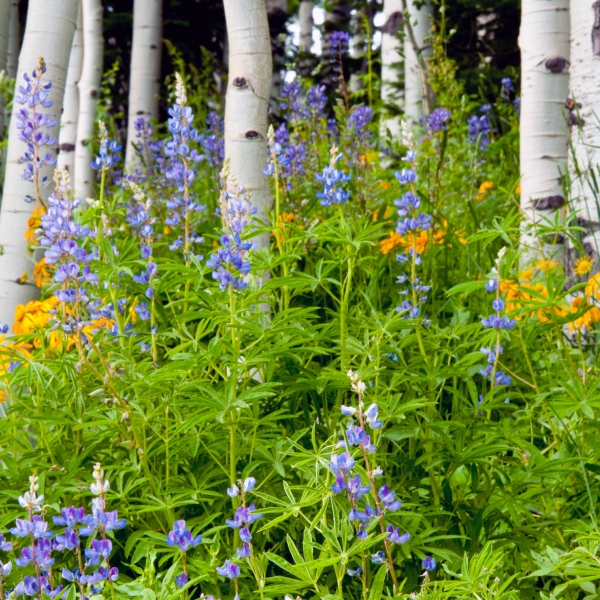 Colorado: Aspen to Vail, Valleys of the Rockies 16