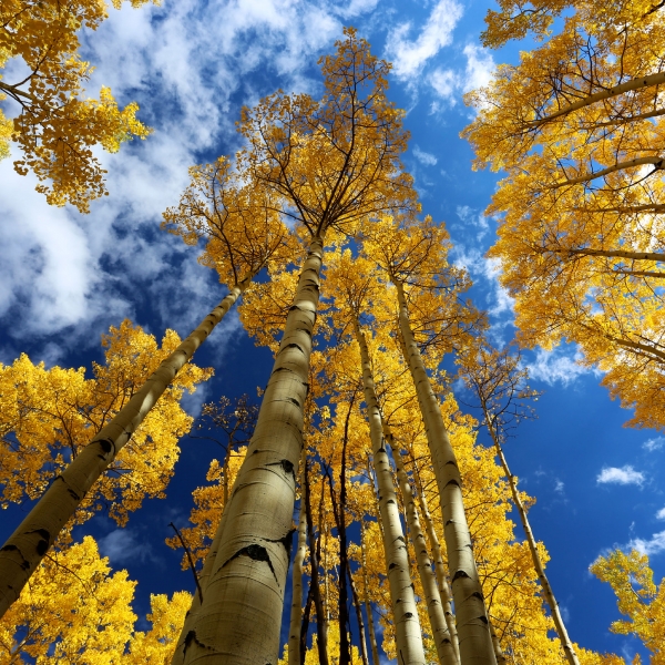 Colorado: Aspen to Vail, Valleys of the Rockies 17