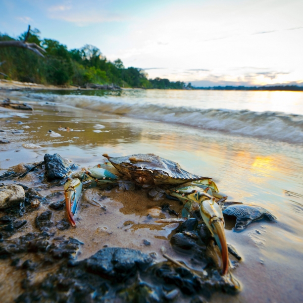 Maryland: Eastern Shore & Chesapeake Bay 11