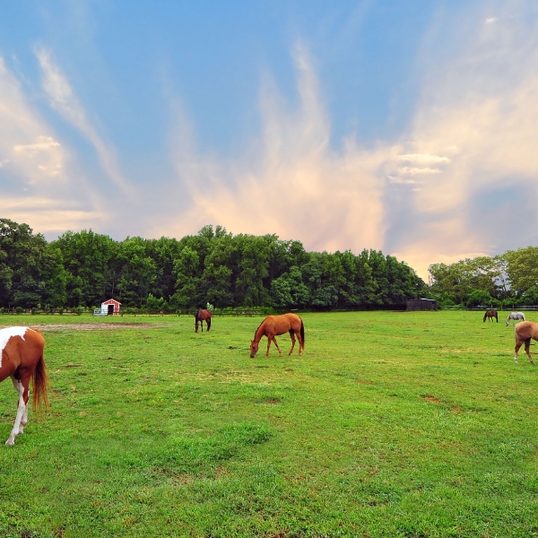 Maryland: Eastern Shore & Chesapeake Bay 12