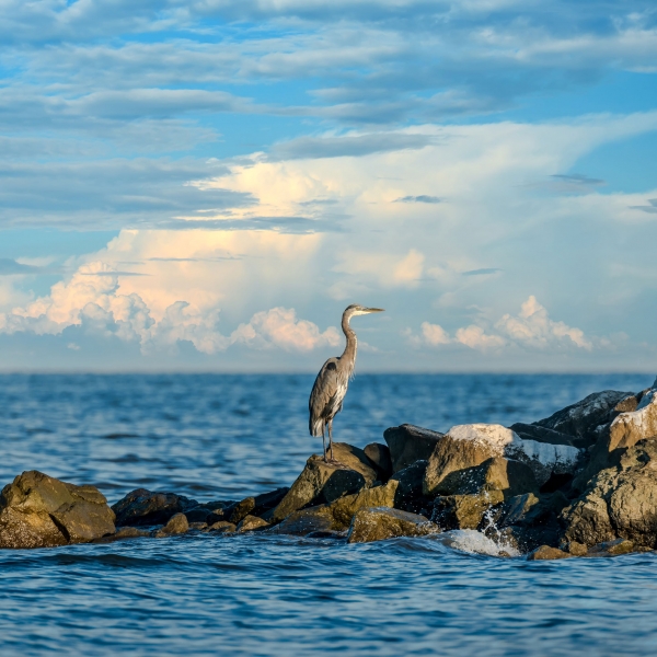 Maryland: Eastern Shore & Chesapeake Bay 13