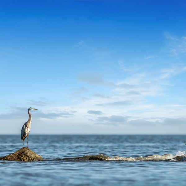 Maryland: Eastern Shore & Chesapeake Bay 2