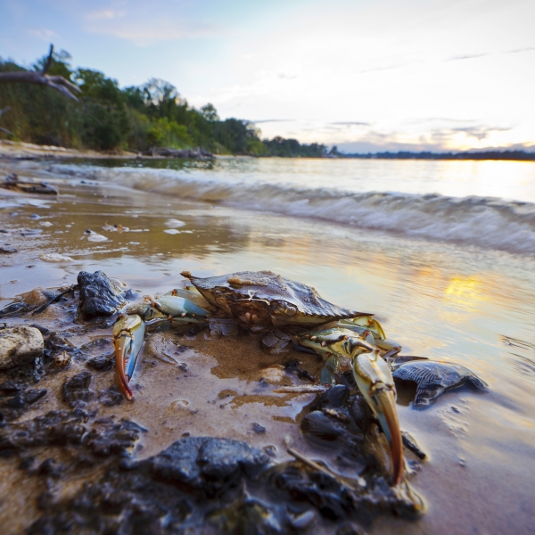 Maryland: Eastern Shore & Chesapeake Bay 5