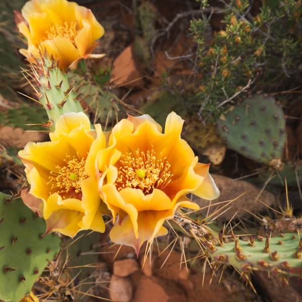 Utah: Bryce Canyon & Zion National Parks 16