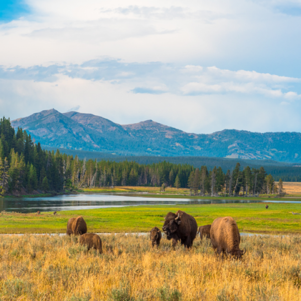 VBT Biking Tour Buffalo Wyoming: Grand Teton & Yellowstone National Parks