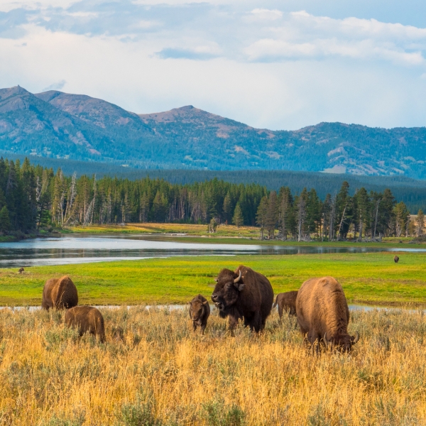 Wyoming: Grand Teton & Yellowstone National Parks