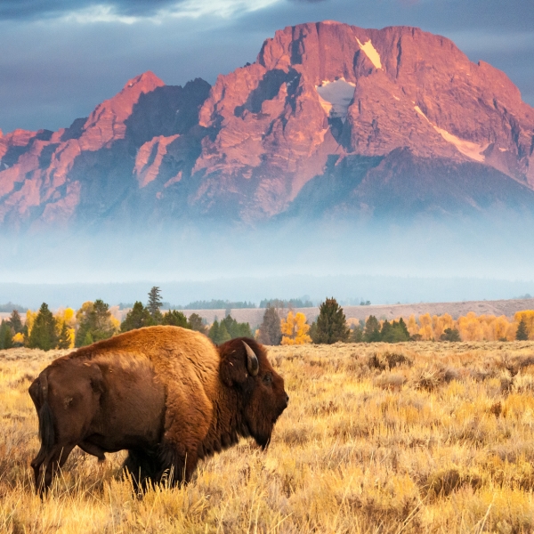 Wyoming: Grand Teton & Yellowstone National Parks 3