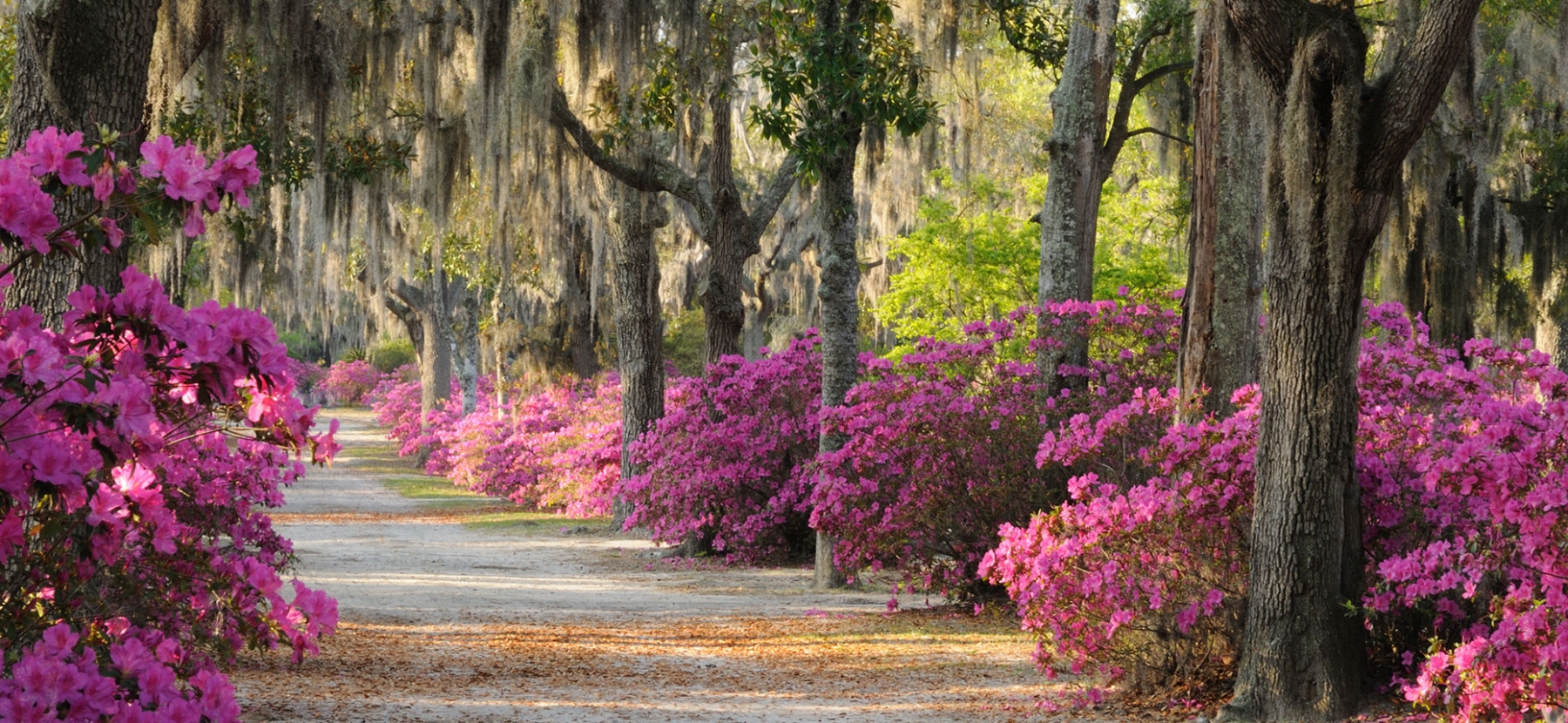 5 Things You Can't Miss in Savannah 7