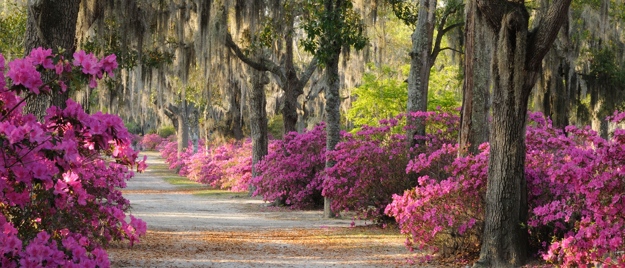 5 Things You Can't Miss in Savannah - VBT Bicycling Vacations