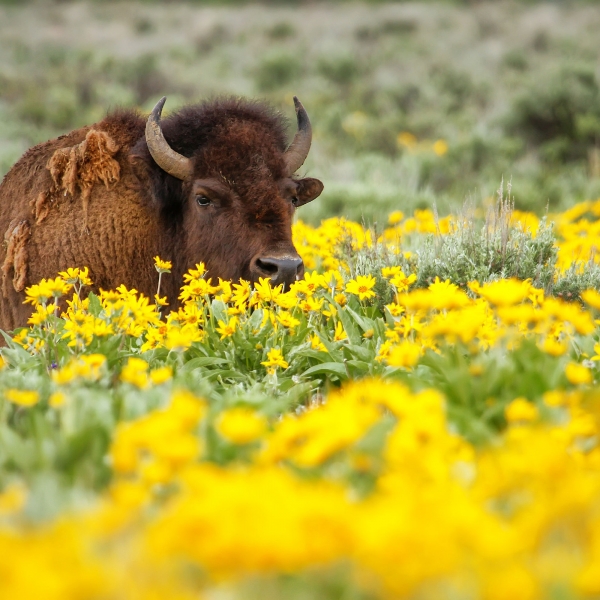 Wyoming: Grand Teton & Yellowstone National Parks 8