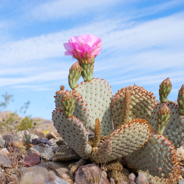 California & Nevada: Death Valley National Park 12
