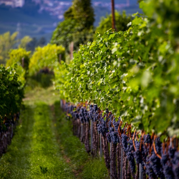 Italy: The Dolomites, Bolzano to Ora 2