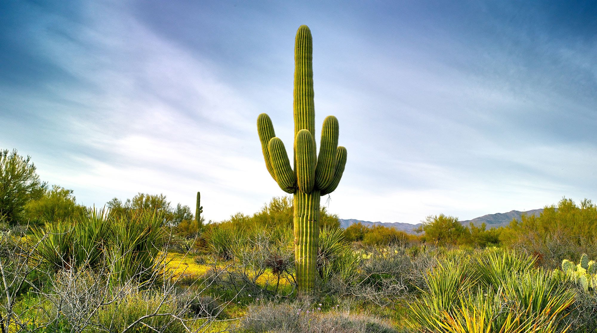 Saguaro cactus in Arizona