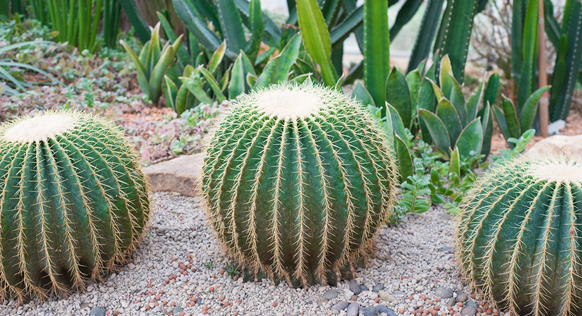 Golden Barrel Cactus or Echinocactus grusoni in Arizona