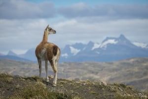 Discovery Patagonia 2